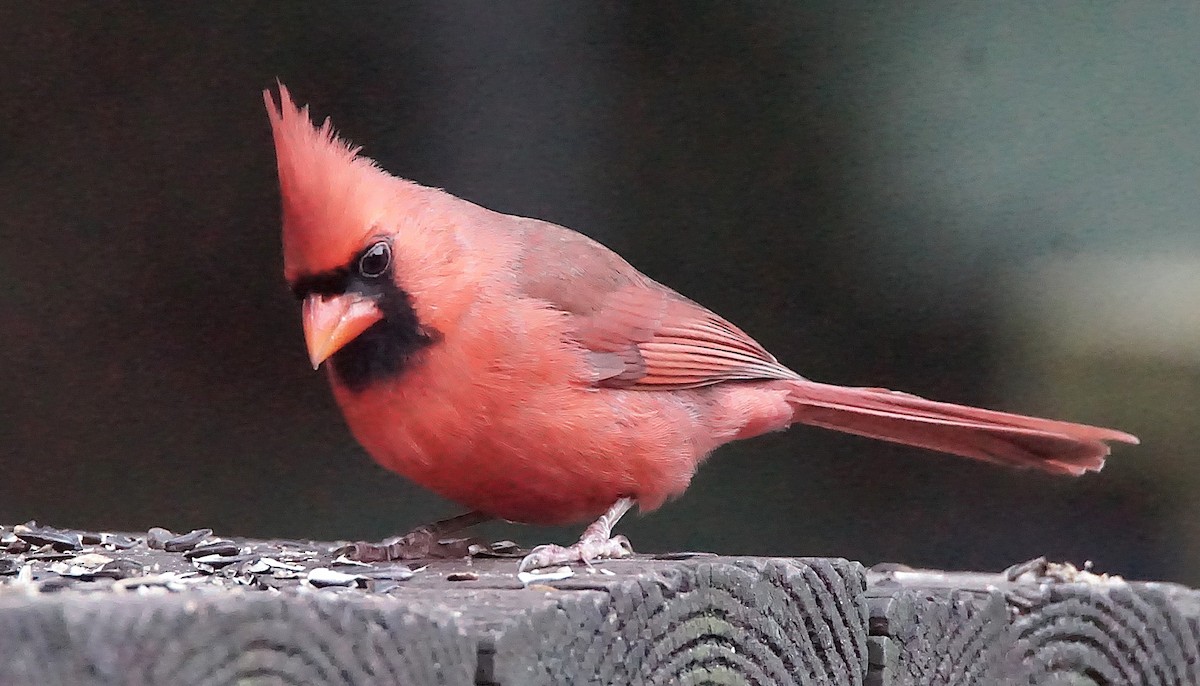 rødkardinal - ML647132609