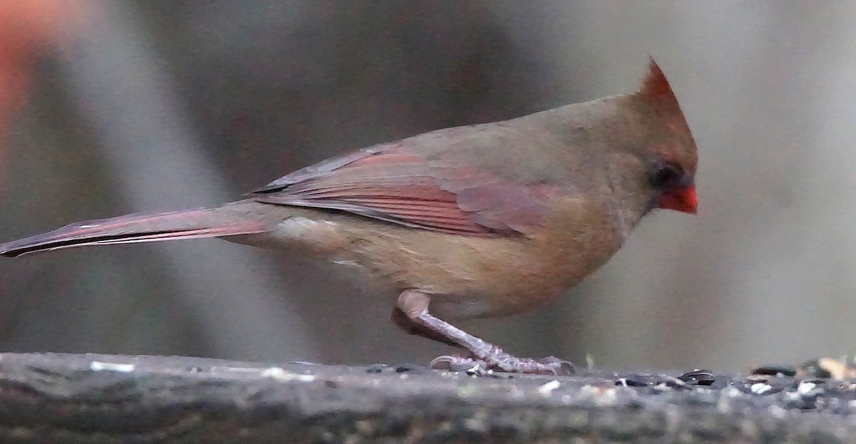 rødkardinal - ML647132610