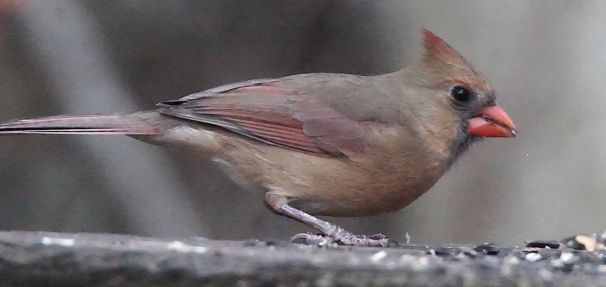 rødkardinal - ML647132614