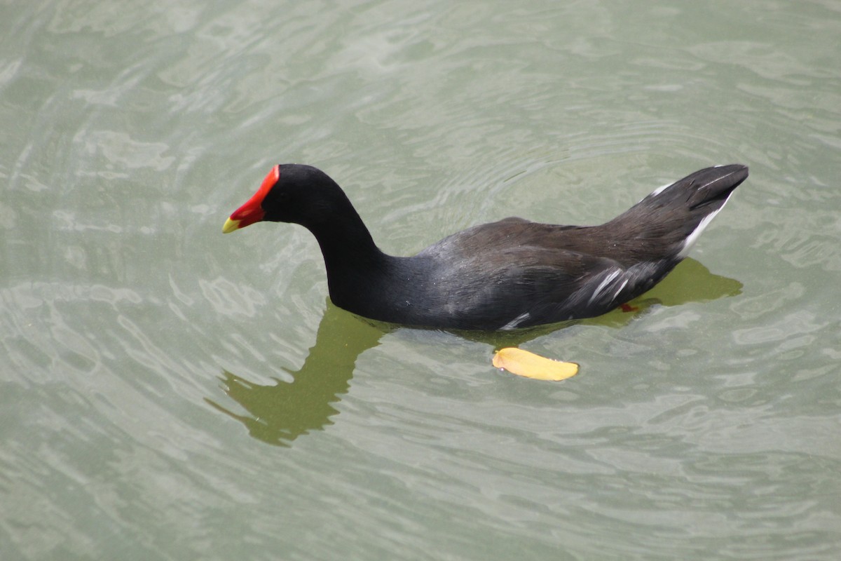 Uroilo amerikarra - ML647132615