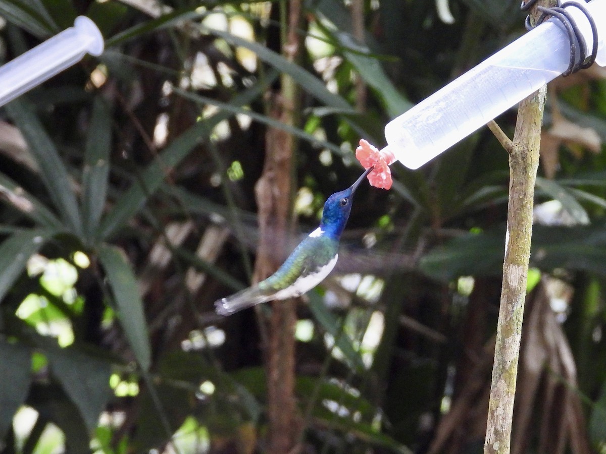 White-necked Jacobin - ML647132619