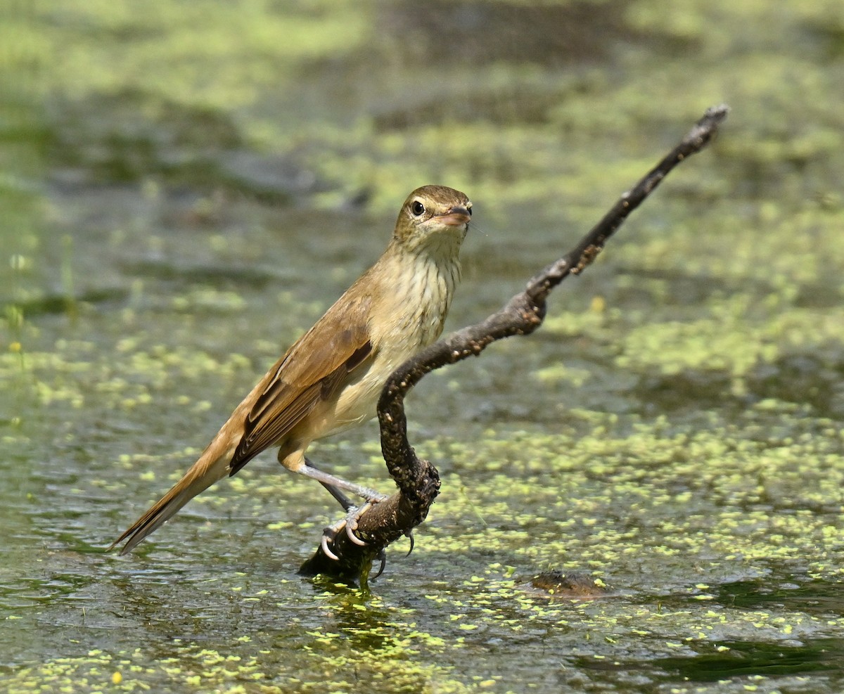 Rousserolle d'Orient - ML647132624