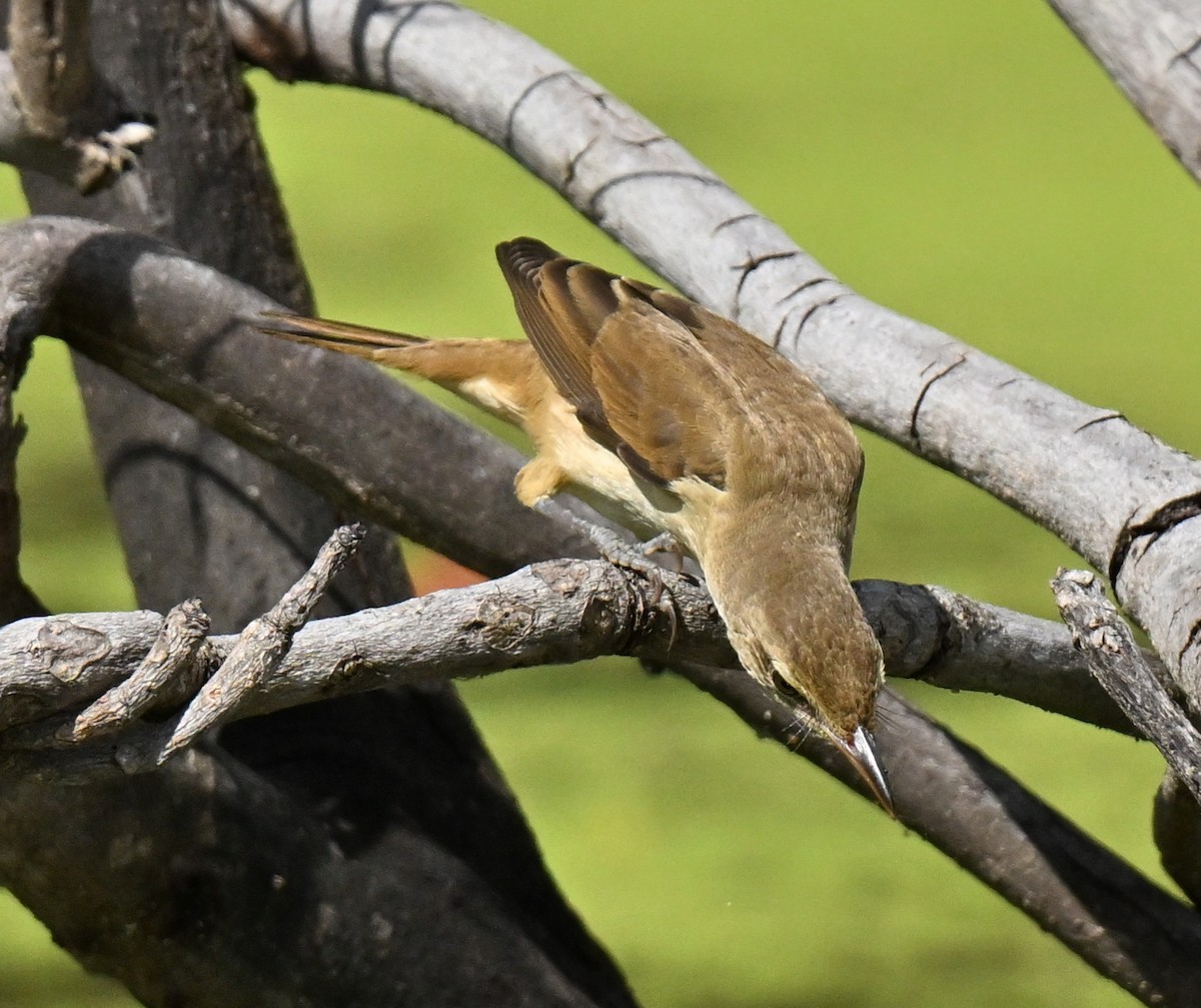 Rousserolle d'Orient - ML647132625