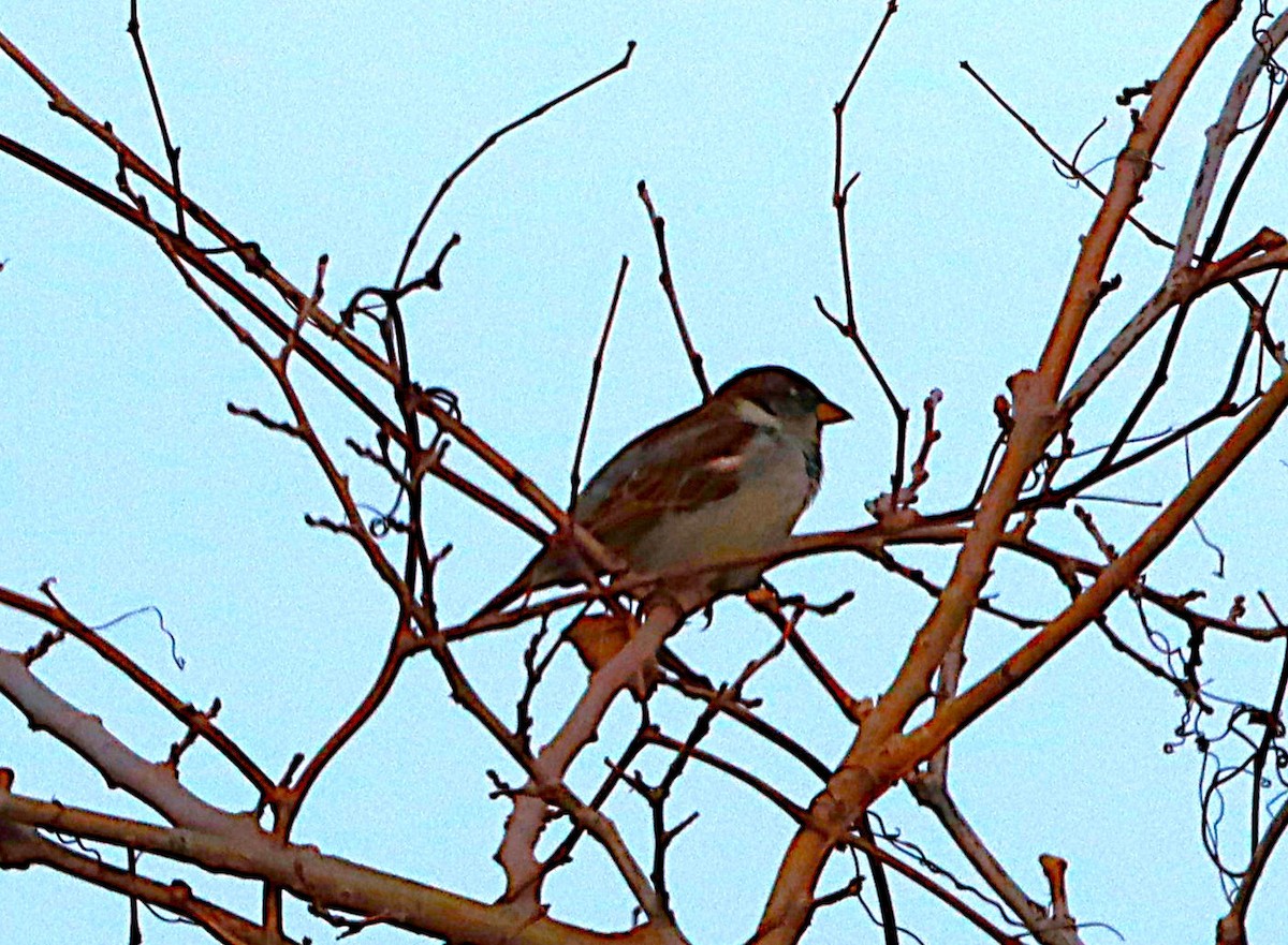 דרור הבית - ML647132626