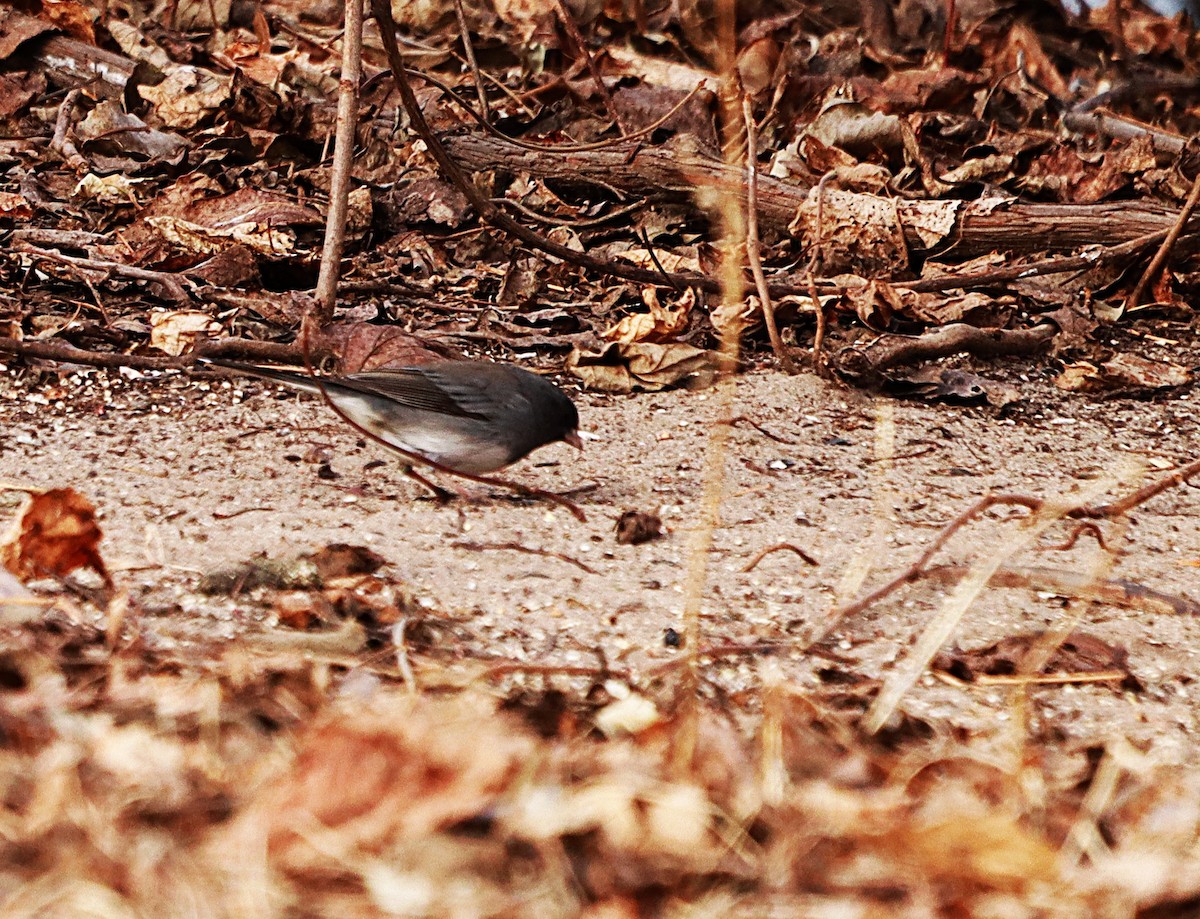 Dark-eyed Junco - ML647132628