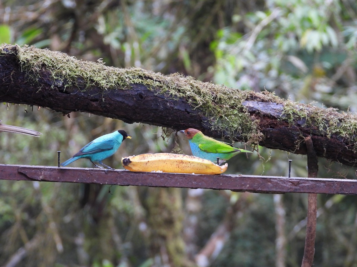 Bay-headed Tanager - ML647132632