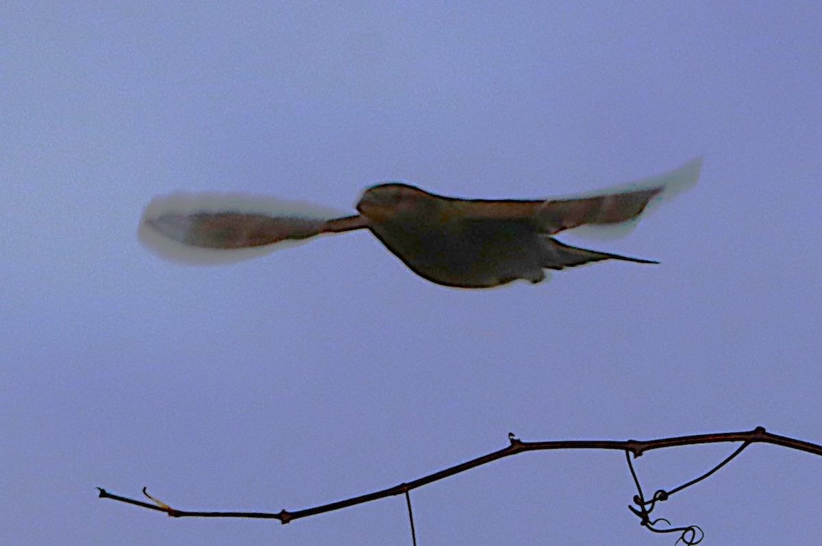 דרור הבית - ML647132633