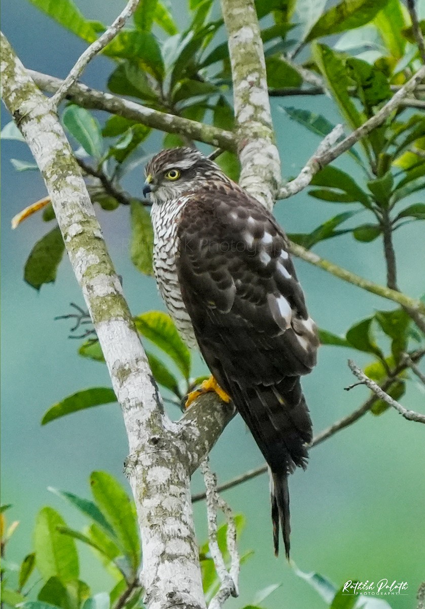 Eurasian Sparrowhawk - ML647132634