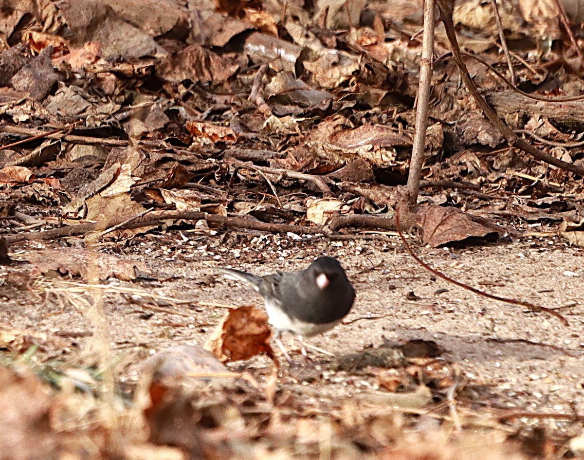 Dark-eyed Junco - ML647132635