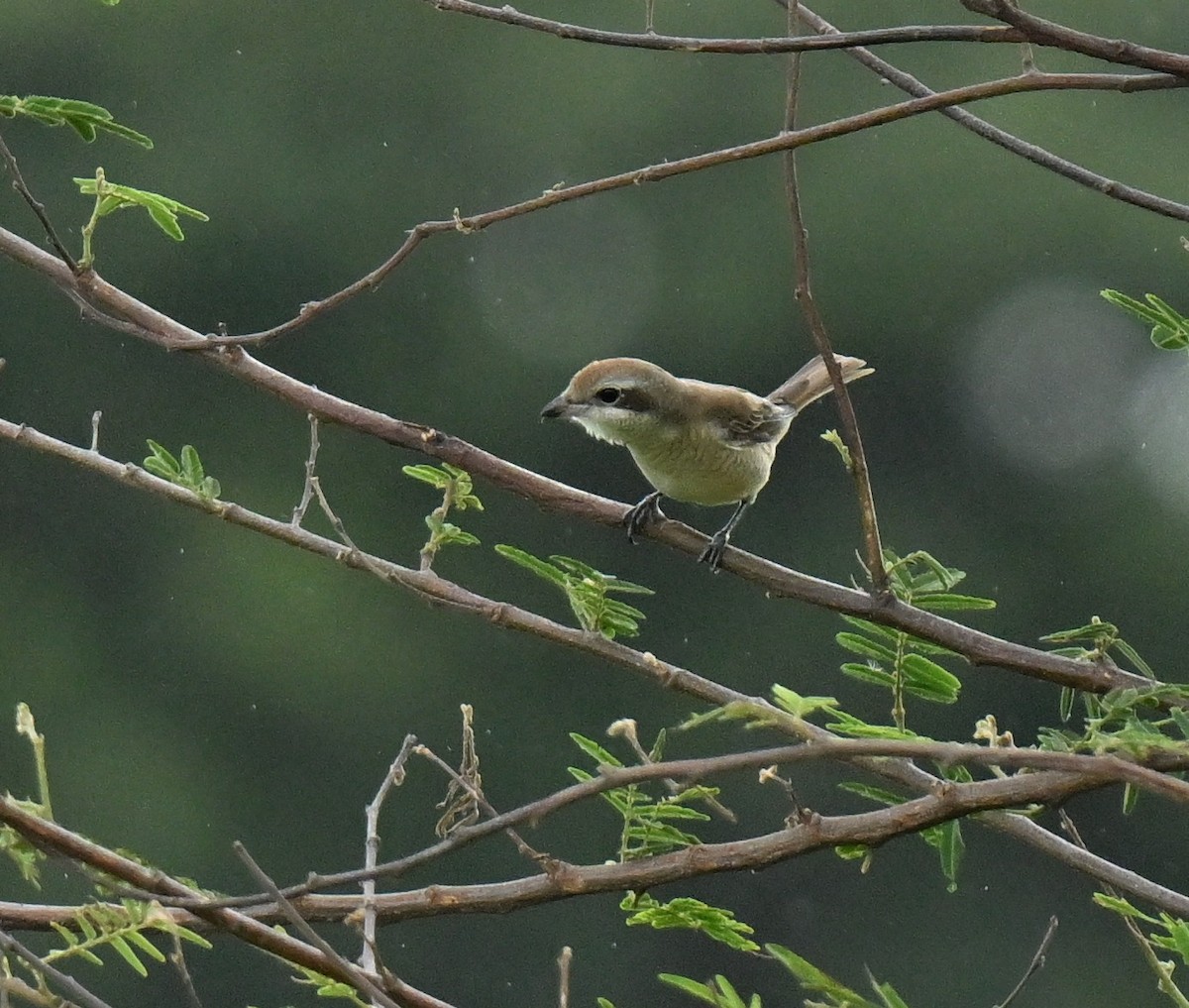 Pie-grièche brune - ML647132639