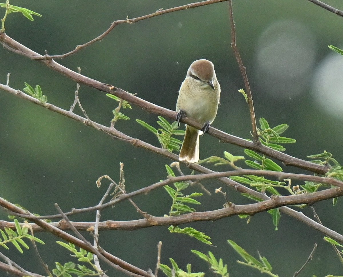 Pie-grièche brune - ML647132640