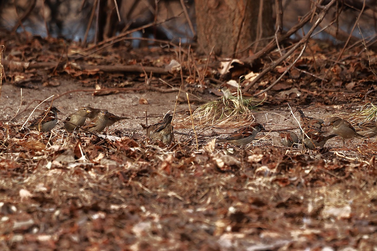 דרור הבית - ML647132641