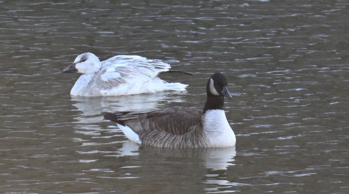 Schneegans - ML647132644