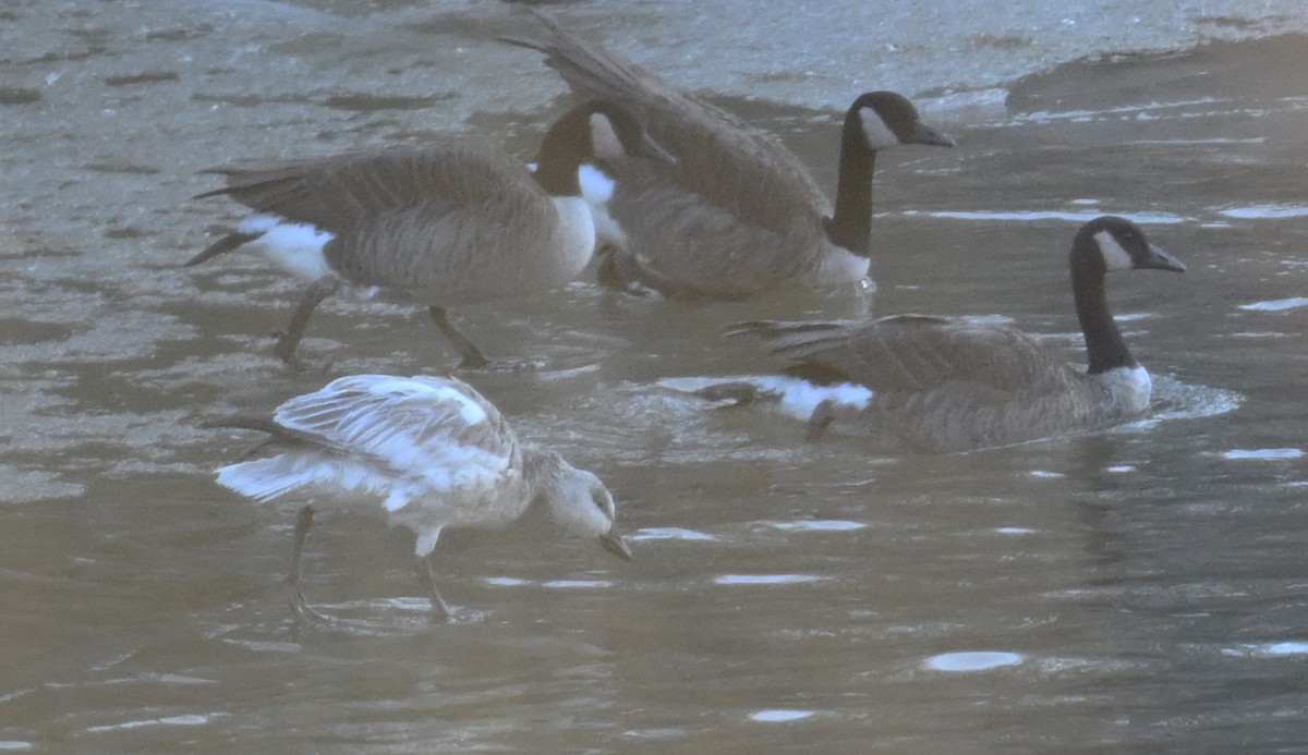 Schneegans - ML647132645