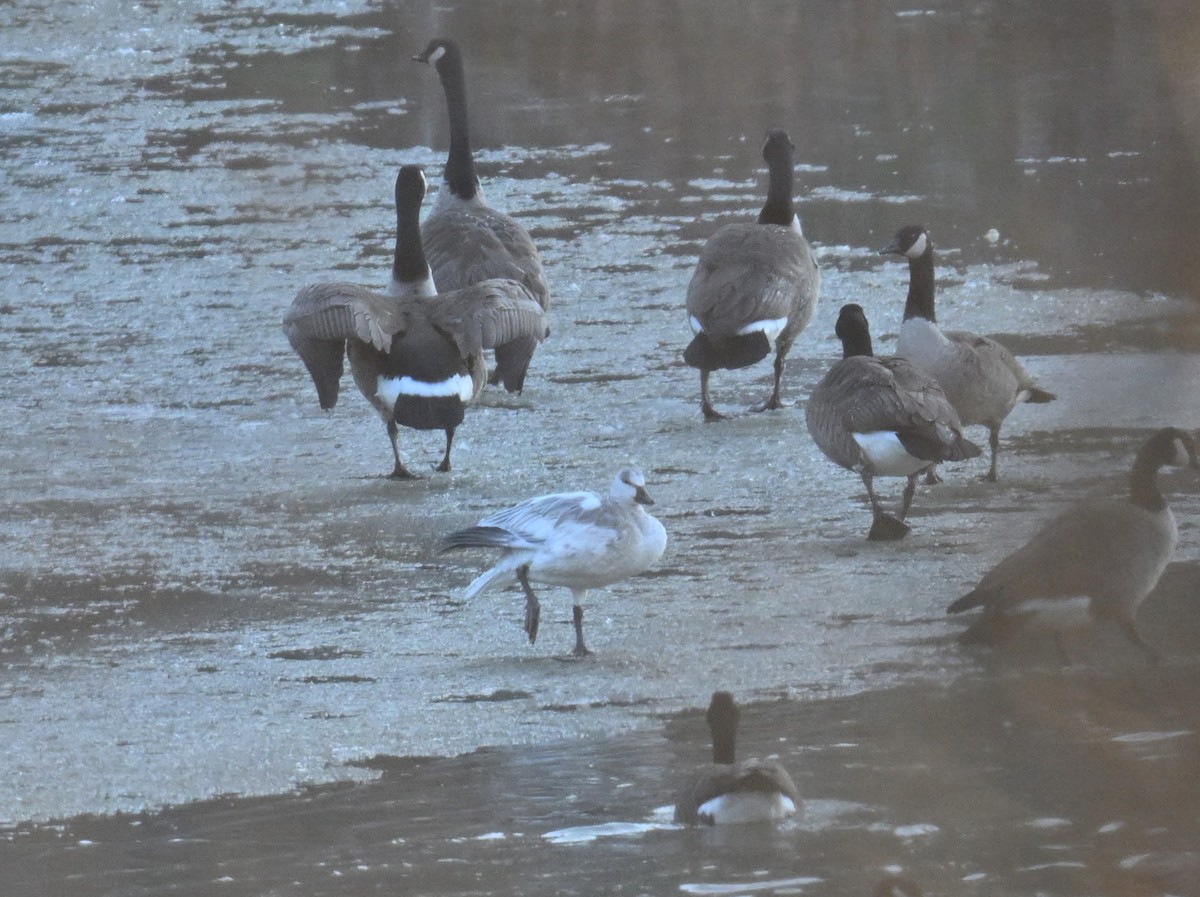 Schneegans - ML647132646