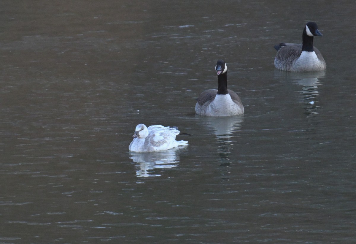 Schneegans - ML647132648