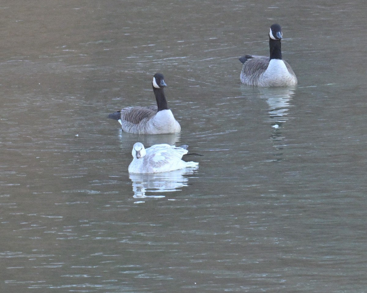 Schneegans - ML647132649