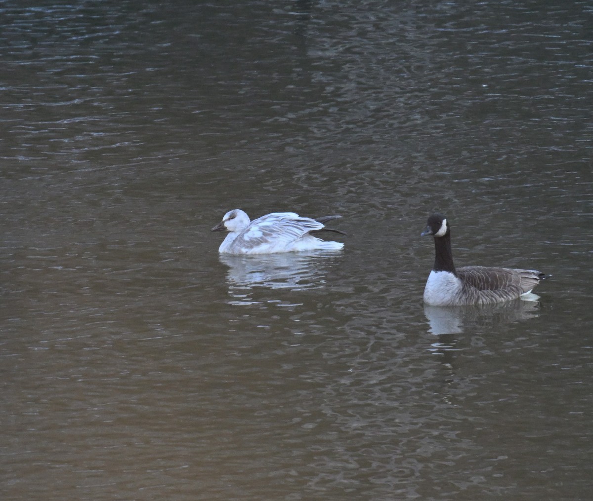 Schneegans - ML647132650