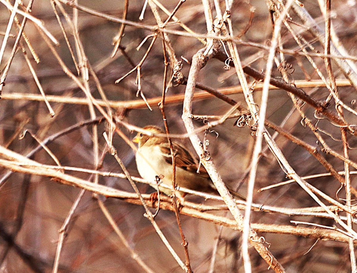 דרור הבית - ML647132653
