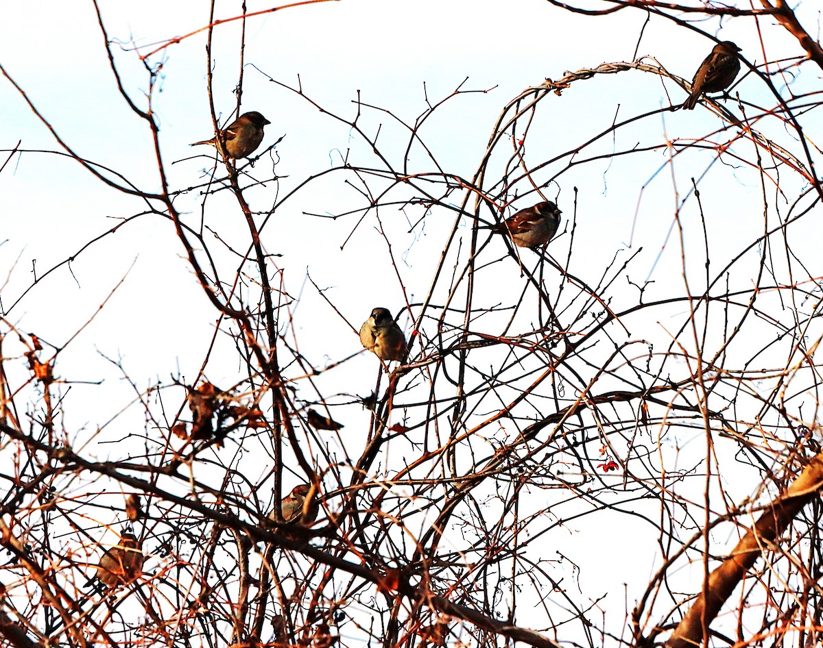 דרור הבית - ML647132654