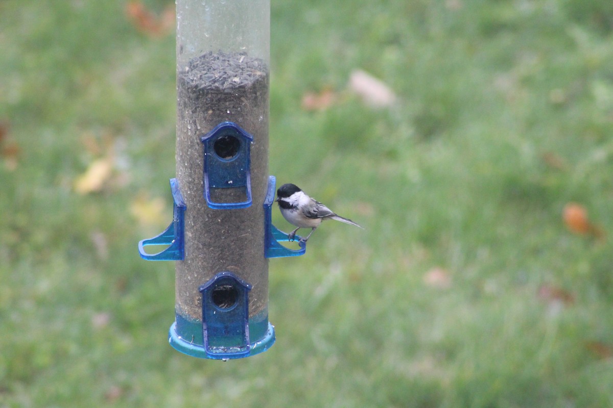 Black-capped Chickadee - ML647132658