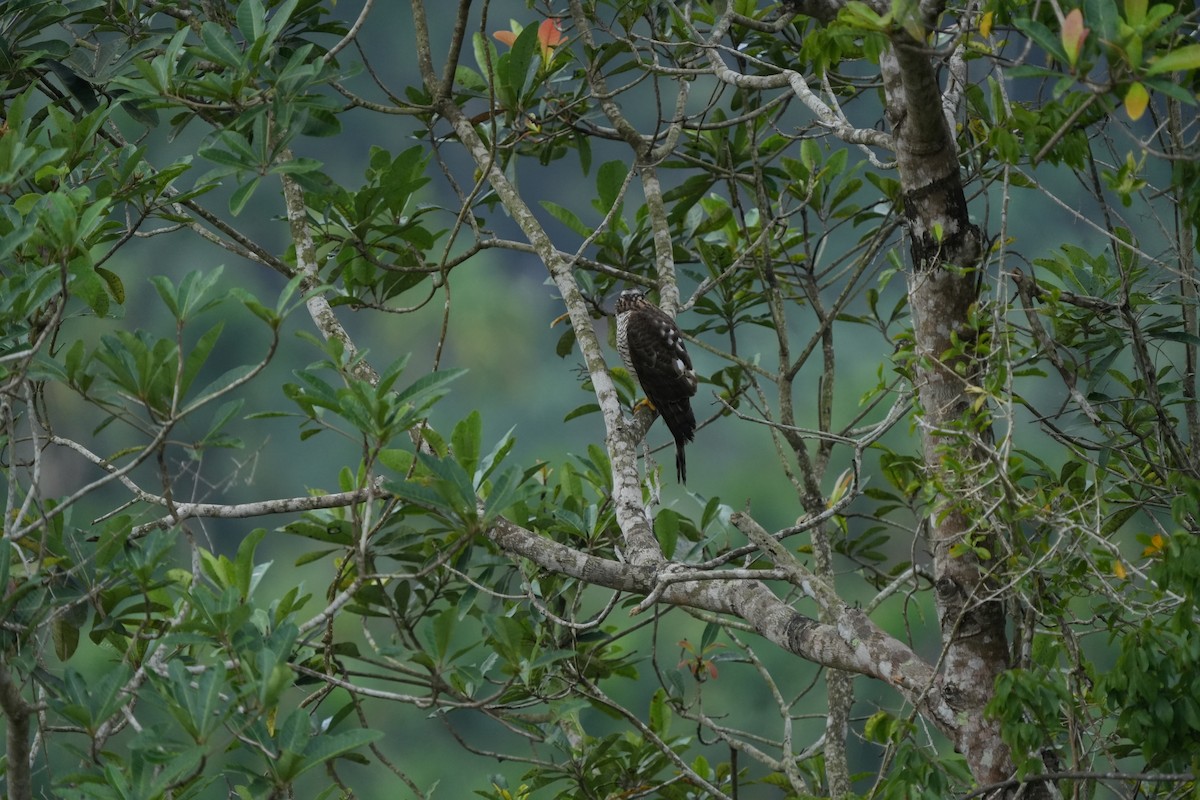 Eurasian Sparrowhawk - ML647132661