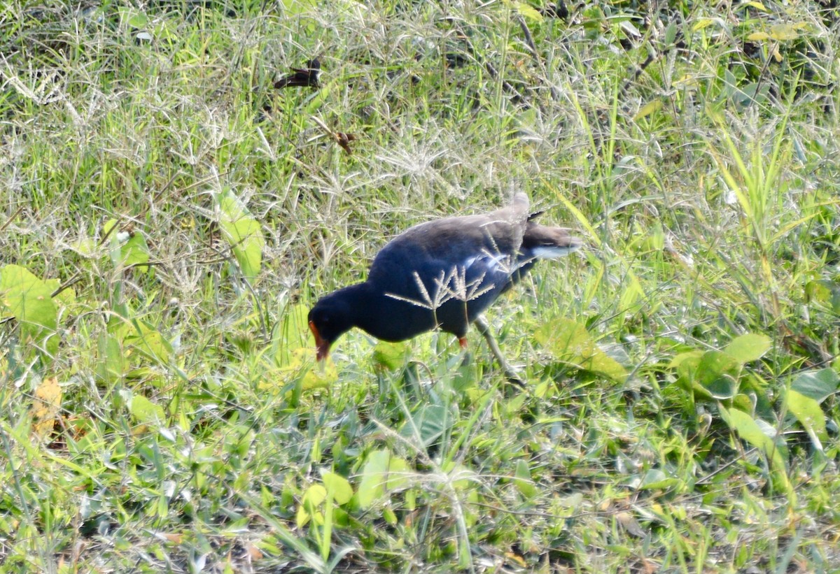 Uroilo amerikarra - ML647132669