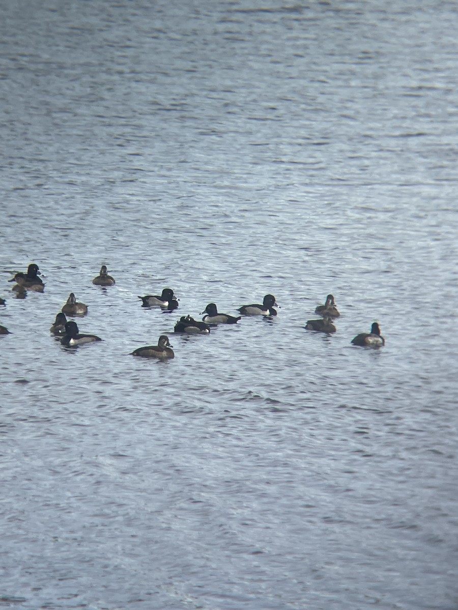 Moretta dal collare - ML647132671