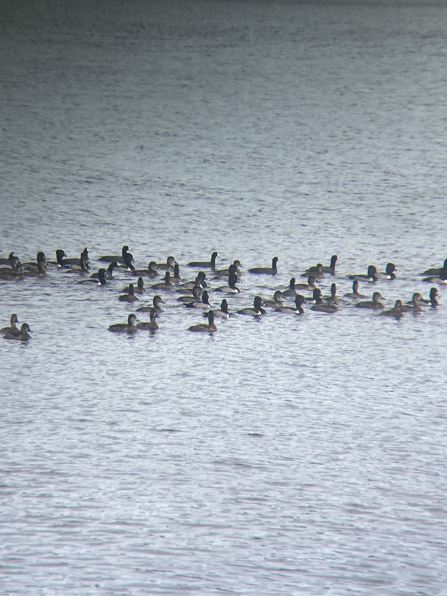 Moretta dal collare - ML647132673