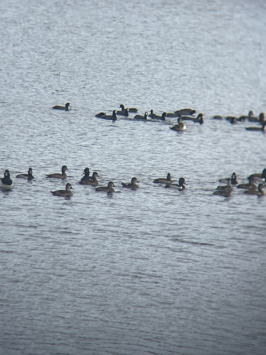 Moretta dal collare - ML647132675