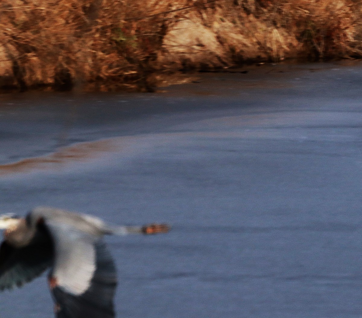 Great Blue Heron - ML647132679