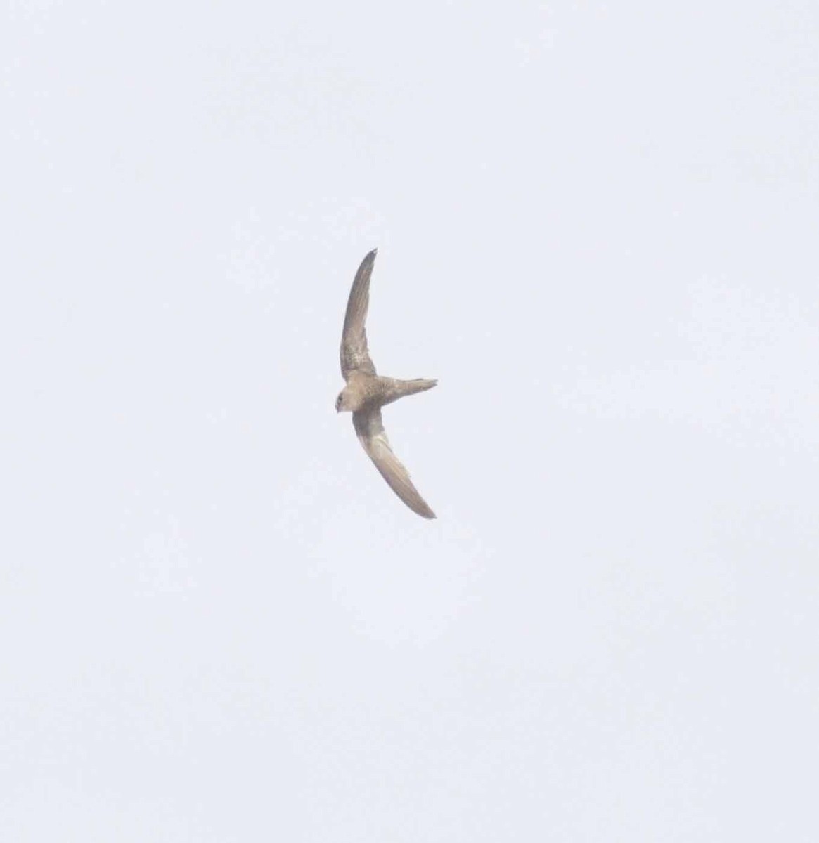 Forbes-Watson's Swift - ML647132687