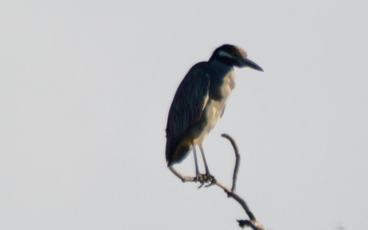 אנפת לילה צהובת-כיפה - ML647132689