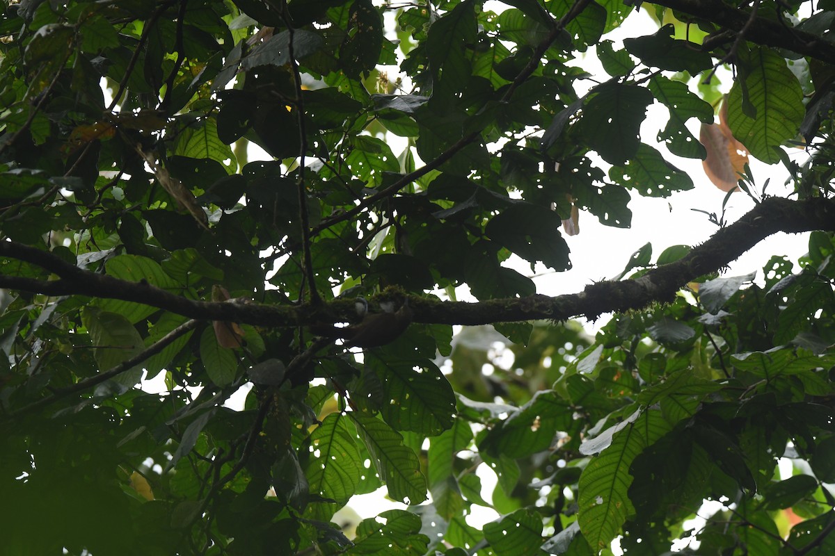 Spotted Woodcreeper - ML647132691