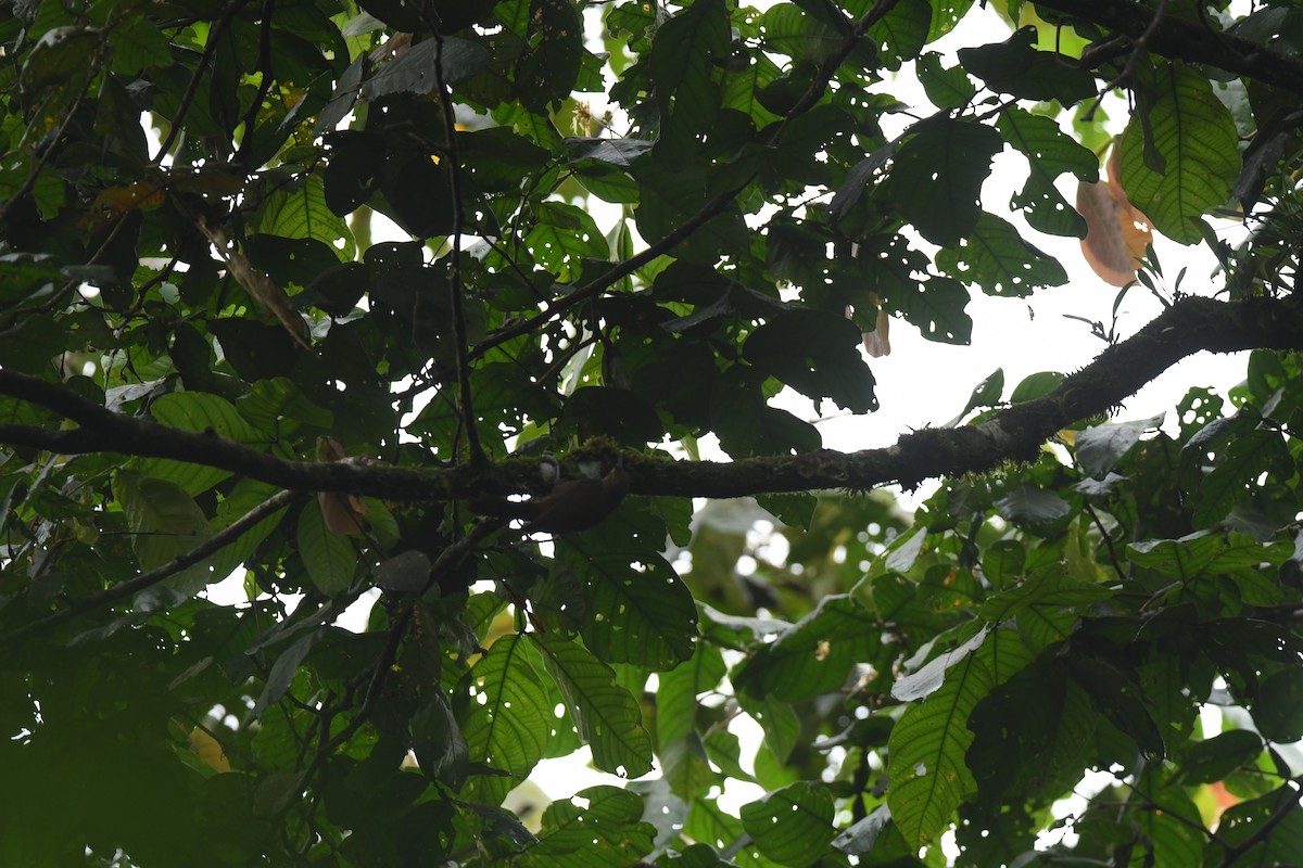 Spotted Woodcreeper - ML647132692