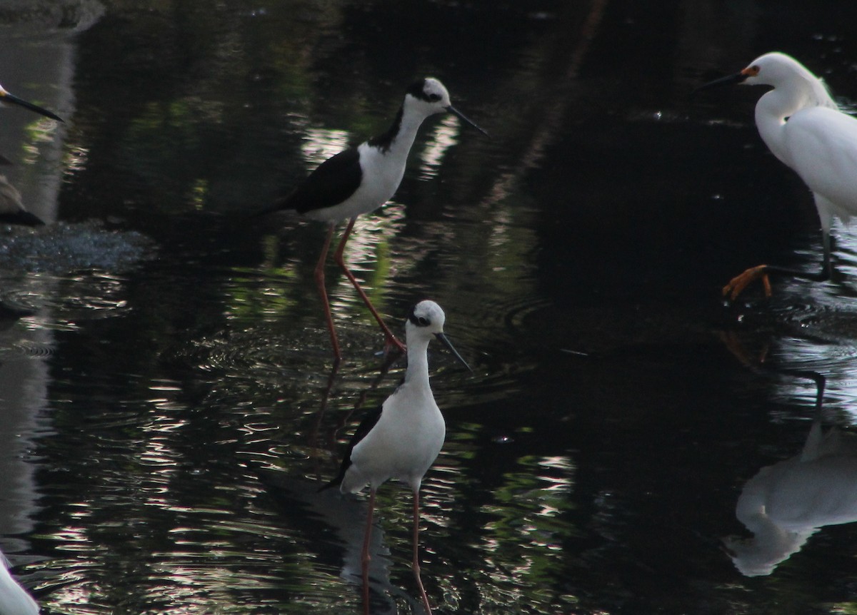 Black-necked Stilt (White-backed) - ML647132700