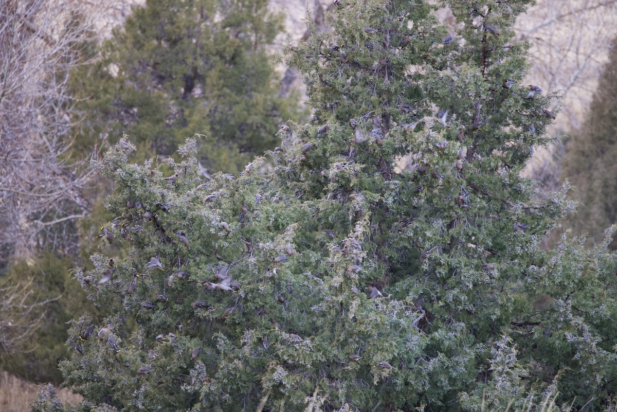 Bohemian Waxwing - ML647132724