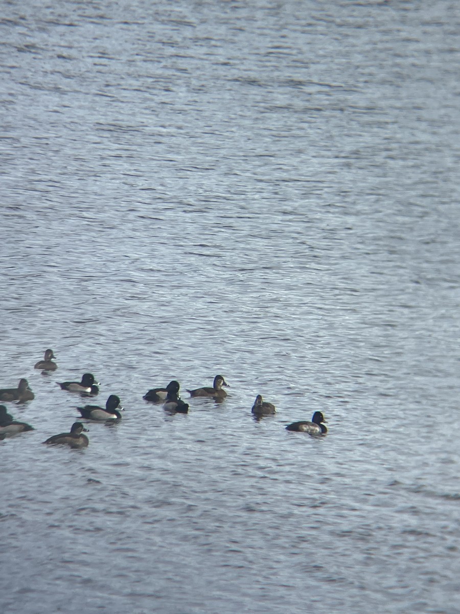 Lesser Scaup - ML647132729