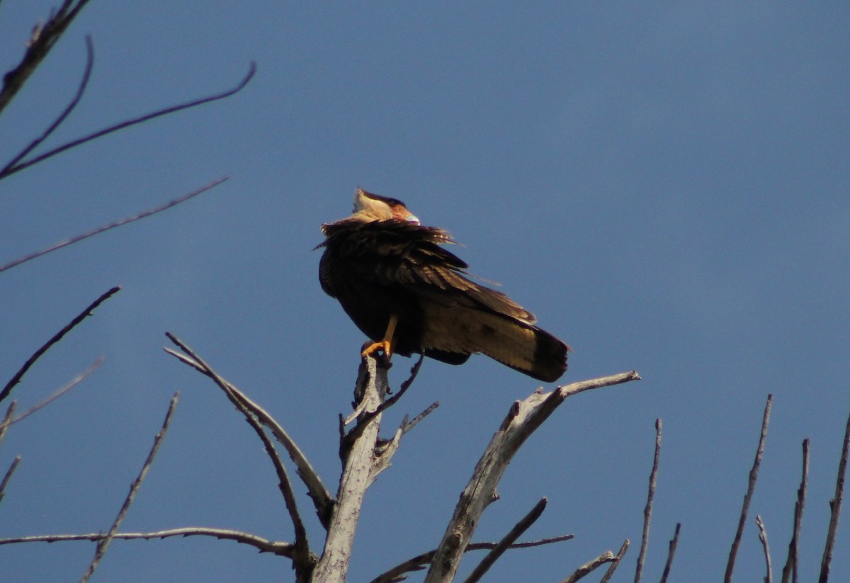 Crested Caracara - ML647132730