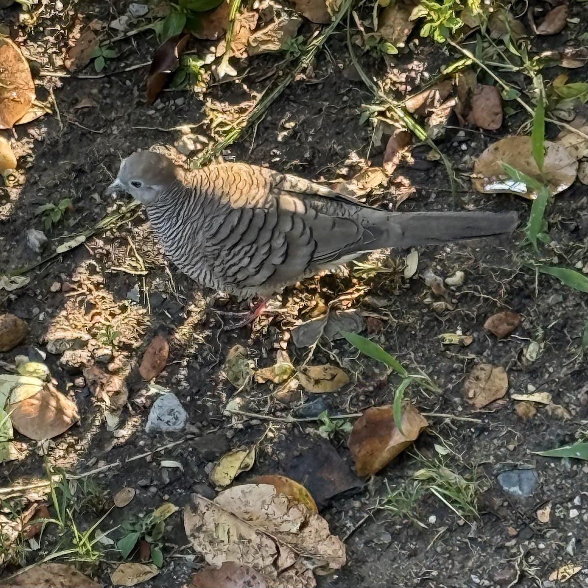 Zebra Dove - ML647132731
