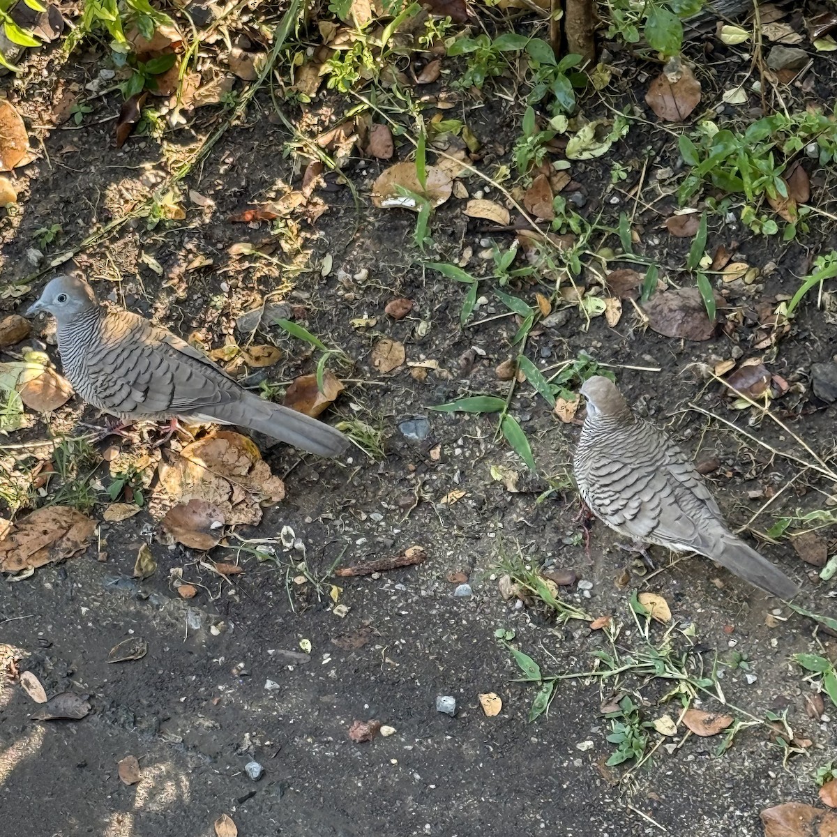 Zebra Dove - ML647132732