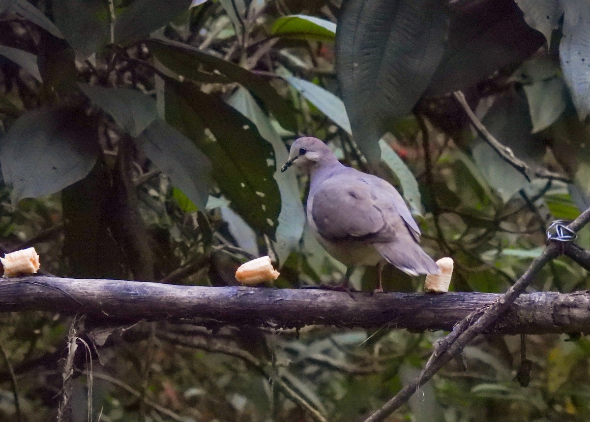 yungasdue - ML647132735