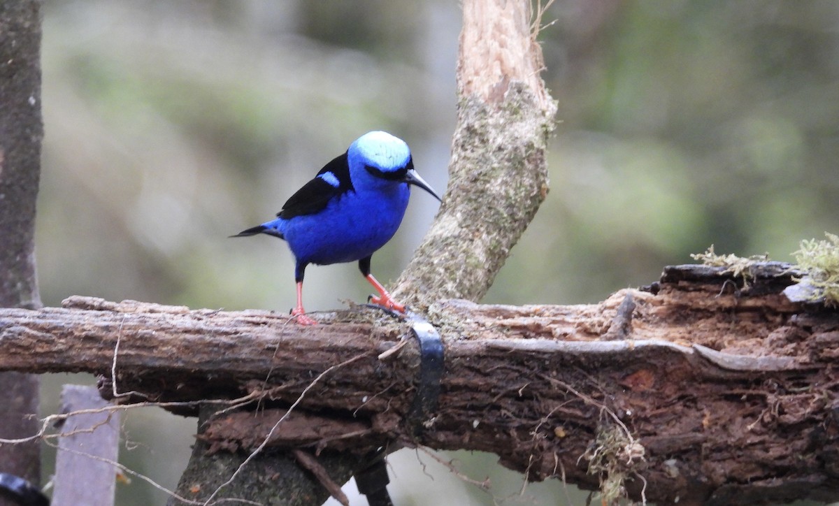 Танагра-медоїд бірюзова - ML647132736