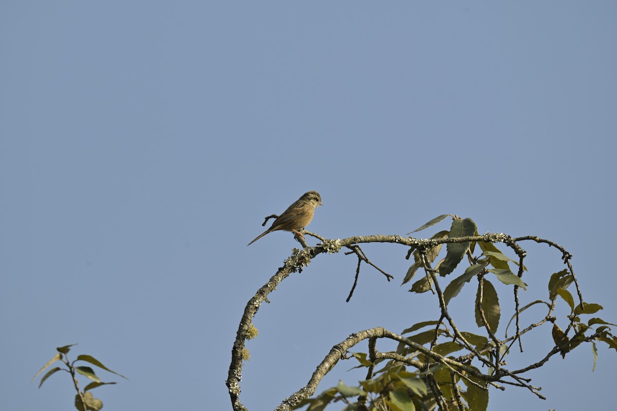 Rock Bunting - ML647132738