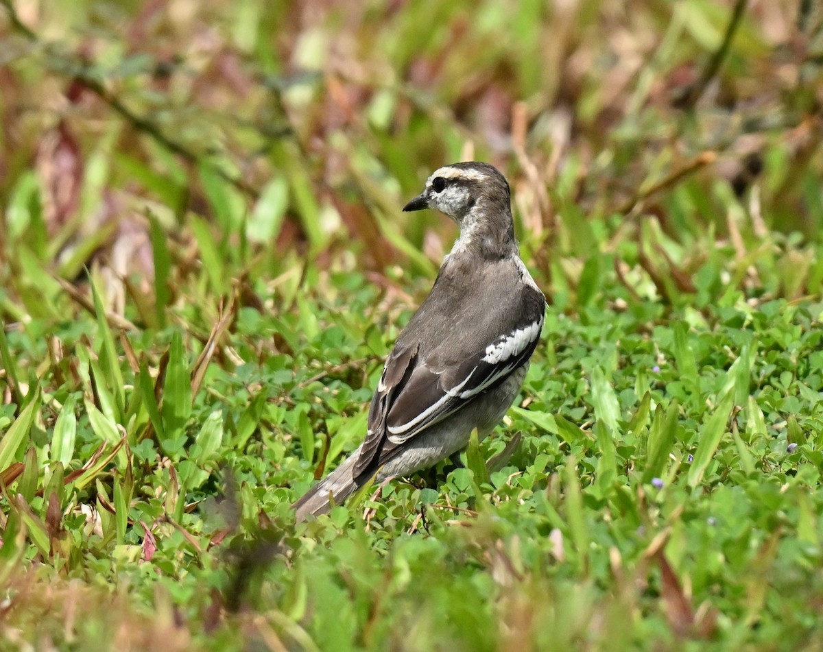 Échenilleur térat - ML647132740