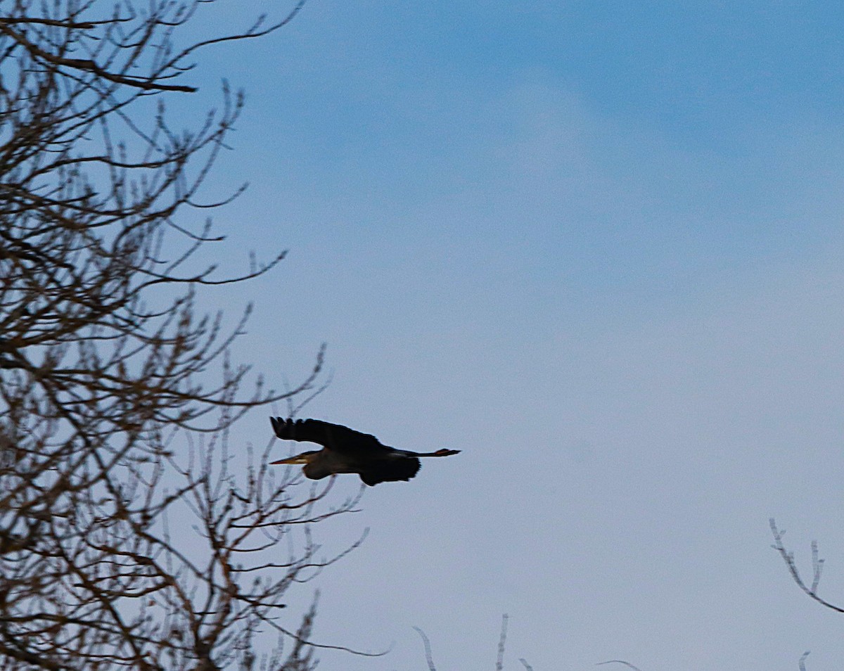 Great Blue Heron - ML647132742