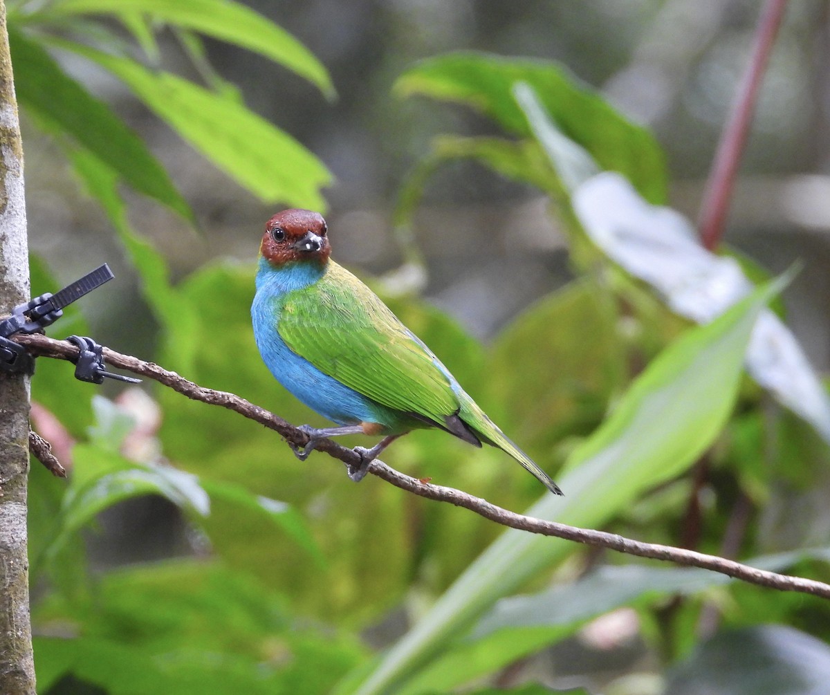 Bay-headed Tanager - ML647132743