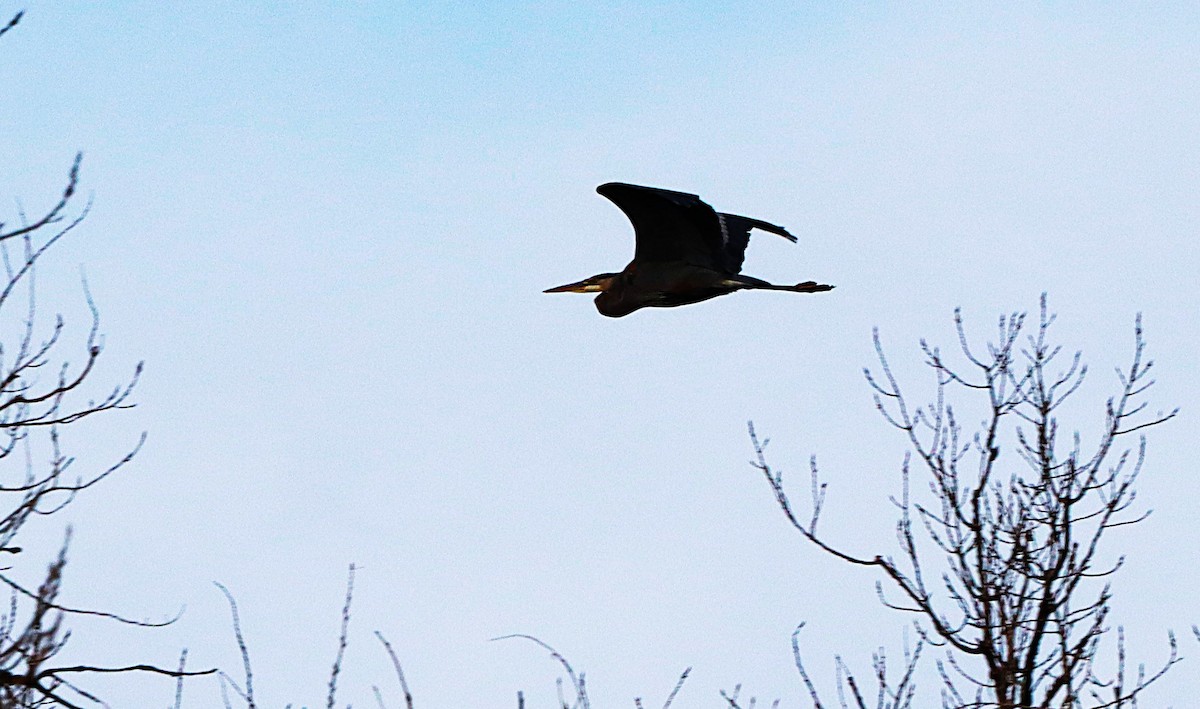 Great Blue Heron - ML647132745
