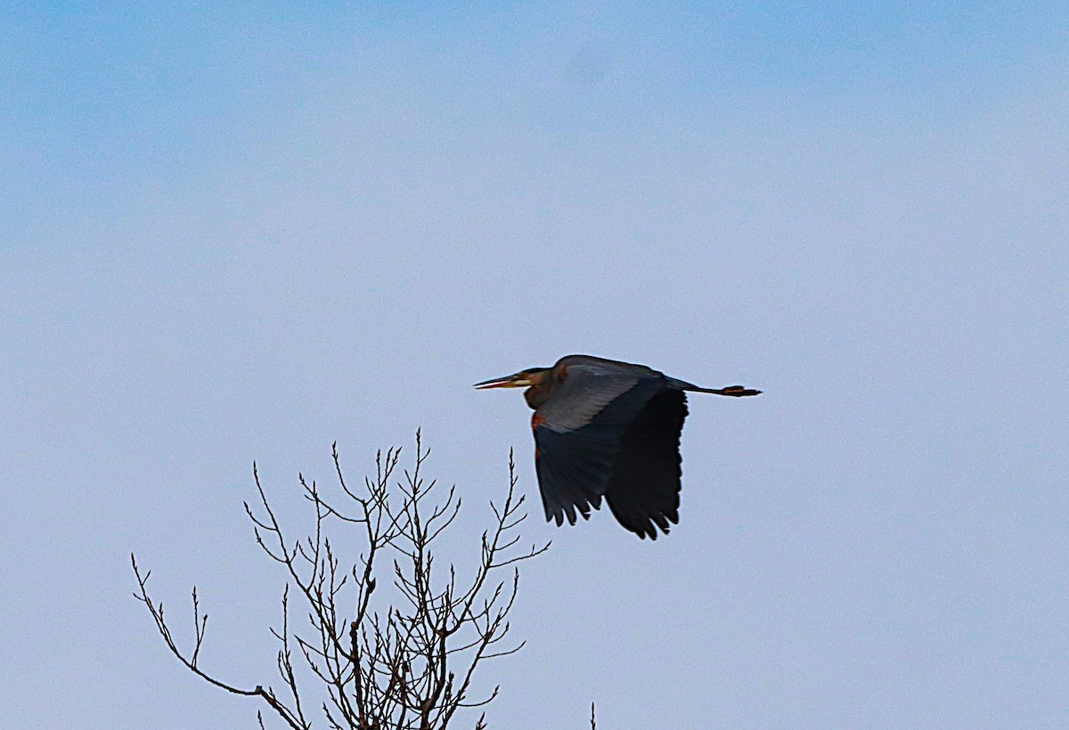 Great Blue Heron - ML647132747