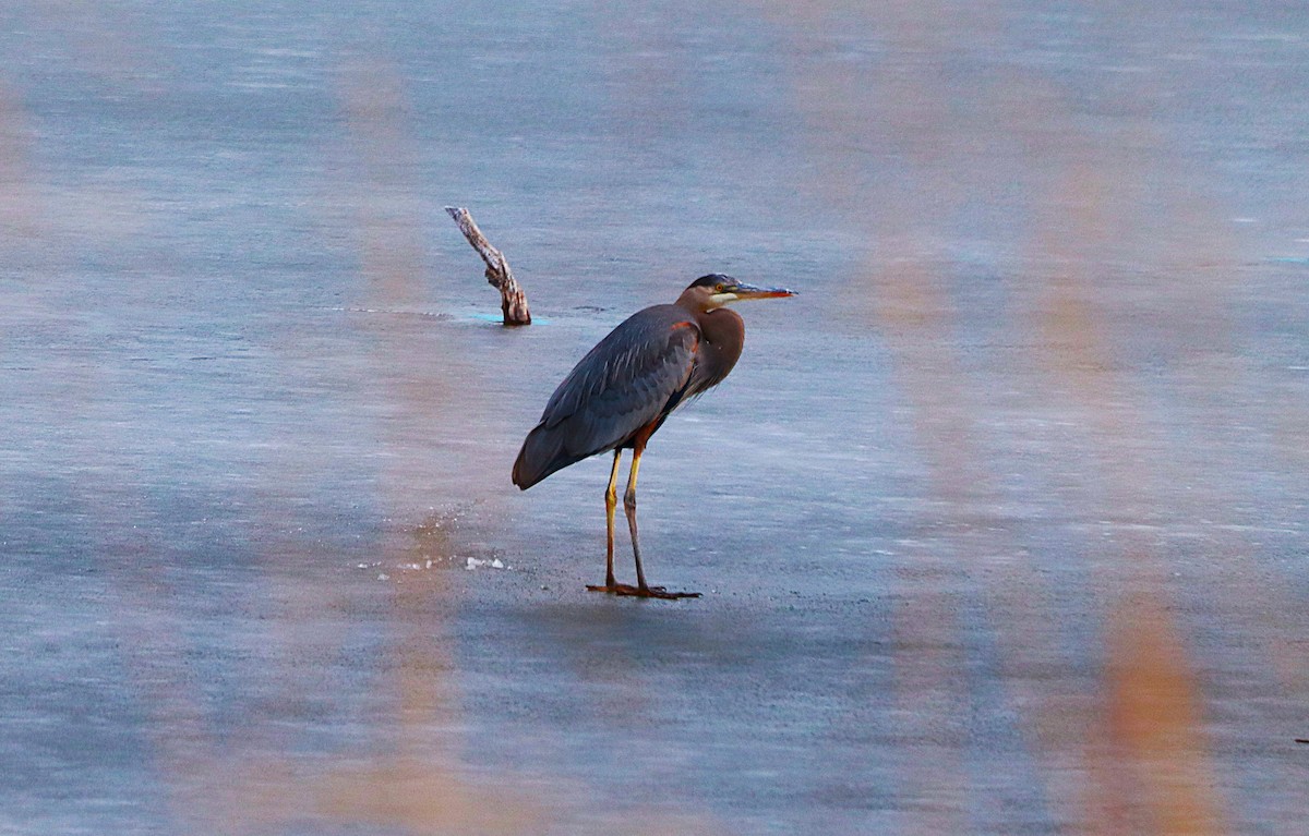 Great Blue Heron - ML647132748